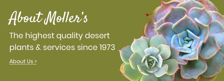 Mollers Garden Center, Palm Desert Nursery
