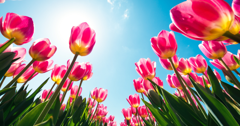 Plants that flower in shop march