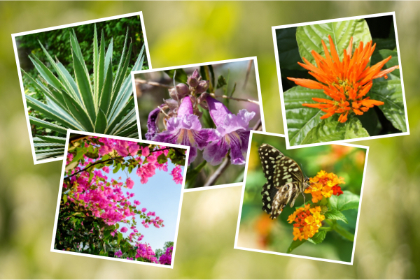 Spring Garden Flowers, Plants, and Tips | Moller’s Garden Center