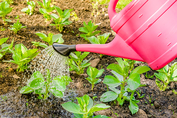 water your plants in the summer