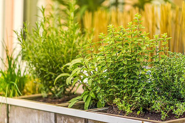 herb garden